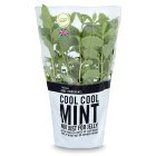 Fresh Mint for Mojito